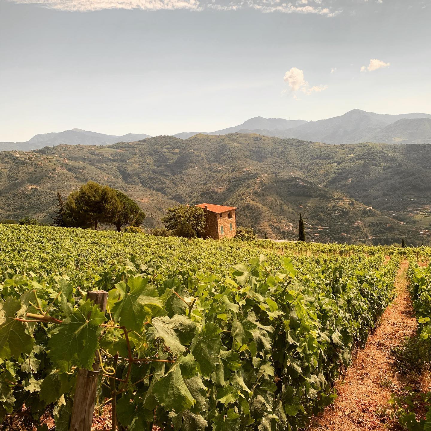 Produzione vinicola Azienda vinicola e agrituristica Terre Bianche di Filippo Rondelli